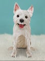 3D -KORTTI. Westie